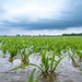 Pluies abondantes reconnues comme calamité agricole : prolongation du dépôt des demandes d’indemnisation jusqu’au 10 octobre