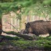 Chasse en Wallonie :  Un nouveau cadre pour 5 ans.
