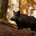 Chasse en Wallonie :  Des règles claires pour les cinq années à venir