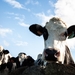Fièvre catarrhale ovine : mise en oeuvre de la suspension temporaire des cotisations APAQ-W pour les éleveurs