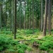 Forêts wallonnes : un cadre renforcé pour anticiper et gérer les crises sanitaires