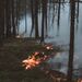 La Wallonie se dote d'un cadre permanent pour renforcer la protection de ses forêts