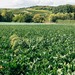 La Belgique soutient une mesure européenne pour maintenir une filière betteravière et sucrière forte