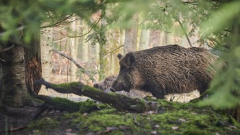 Chasse & Pêche